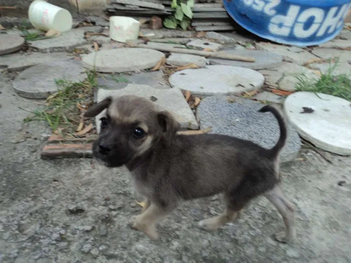 Cachorro raça indefinida idade 2 a 6 meses nome Madruguinha