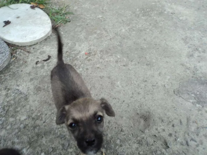 Cachorro raça indefinida idade 2 a 6 meses nome Madruguinha