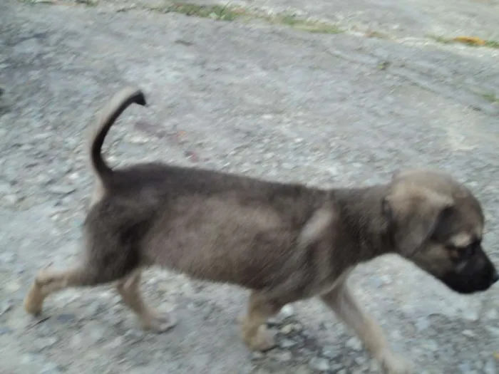 Cachorro raça indefinida idade 2 a 6 meses nome Madruguinha