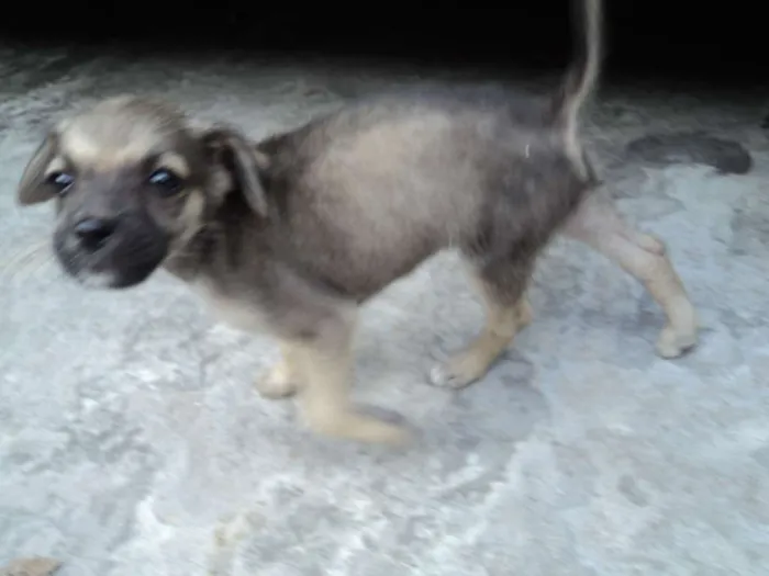 Cachorro raça indefinida idade 2 a 6 meses nome Madruguinha