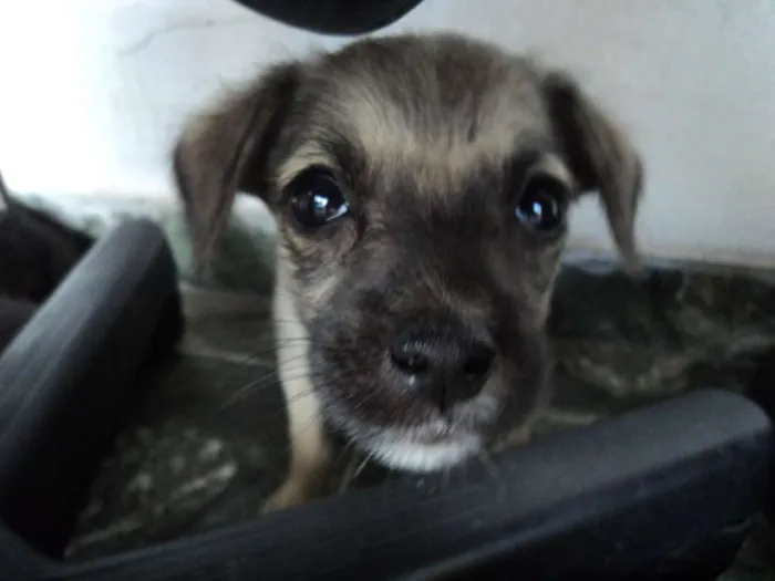 Cachorro raça indefinida idade 2 a 6 meses nome Madruguinha