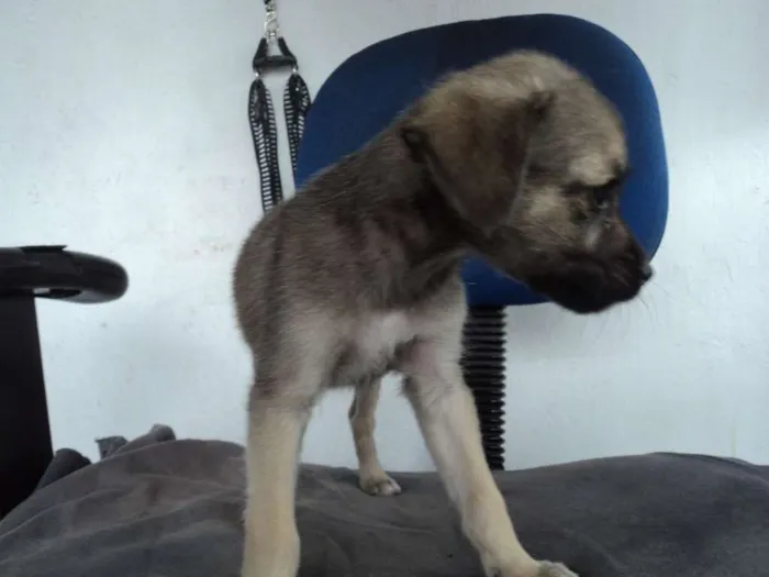 Cachorro raça indefinida idade 2 a 6 meses nome Madruguinha