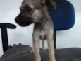 Madruguinha
