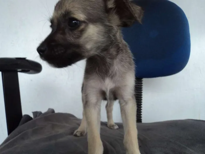 Cachorro raça indefinida idade 2 a 6 meses nome Madruguinha