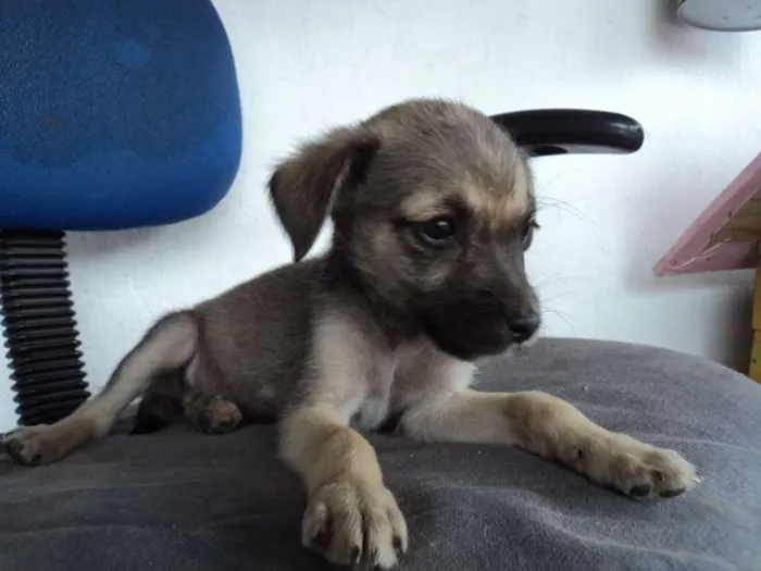 Cachorro raça indefinida idade 2 a 6 meses nome Madruguinha