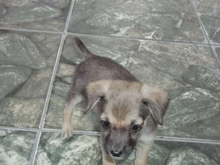 Cachorro raça indefinida idade 2 a 6 meses nome Madruguinha