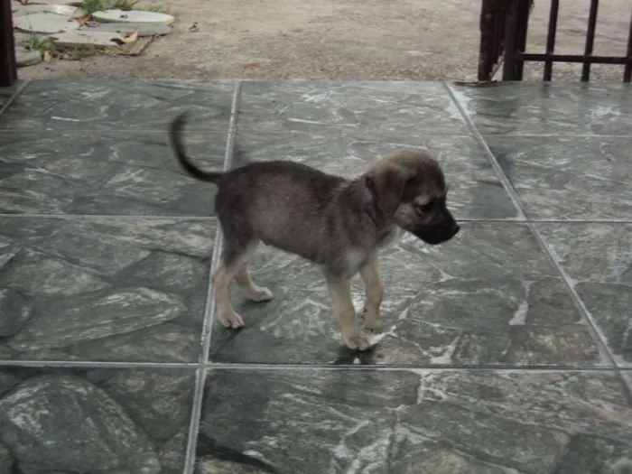Cachorro raça indefinida idade 2 a 6 meses nome Madruguinha