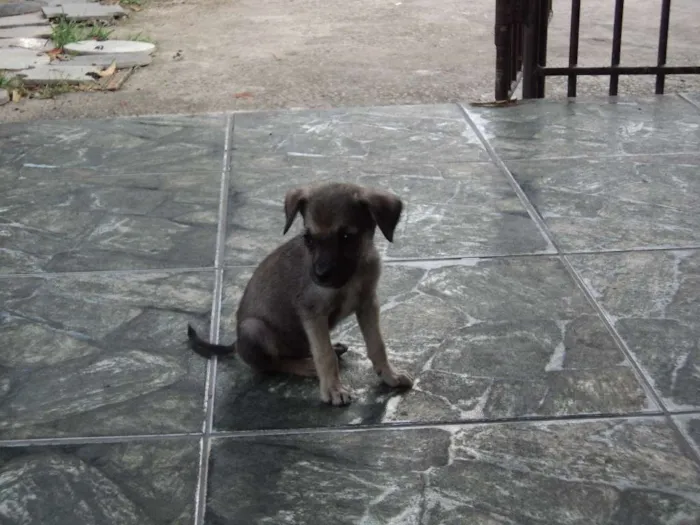Cachorro raça indefinida idade 2 a 6 meses nome Madruguinha
