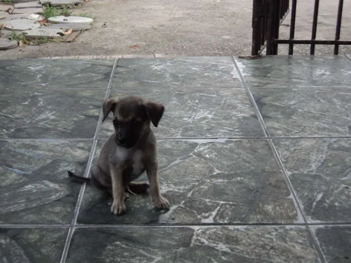 Cachorro raça indefinida idade 2 a 6 meses nome Madruguinha