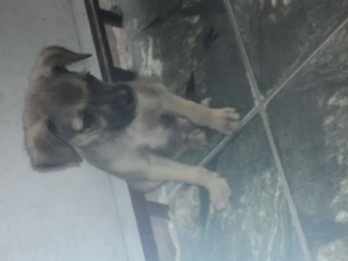 Cachorro raça indefinida idade 2 a 6 meses nome Madruguinha