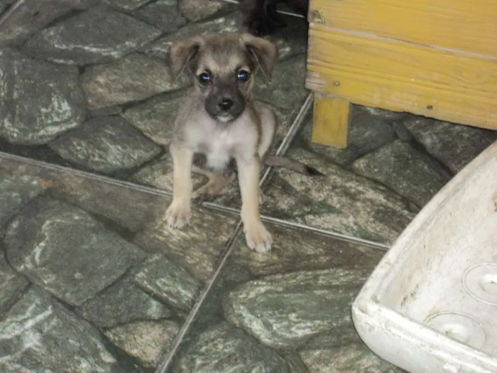 Cachorro raça indefinida idade 2 a 6 meses nome Madruguinha