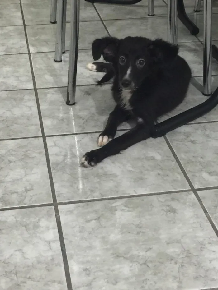 Cachorro ra a Vira lata idade 2 a 6 meses nome Valentina