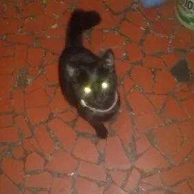 Gato raça srd idade 2 a 6 meses nome Hermione