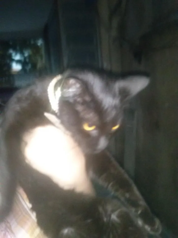 Gato raça srd idade 2 a 6 meses nome Hermione