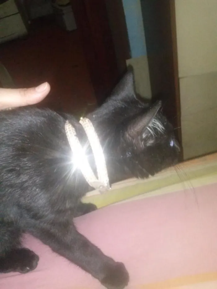 Gato raça srd idade 2 a 6 meses nome Hermione