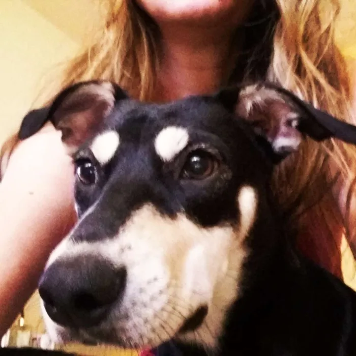 Cachorro ra a Srd idade 7 a 11 meses nome Princesa