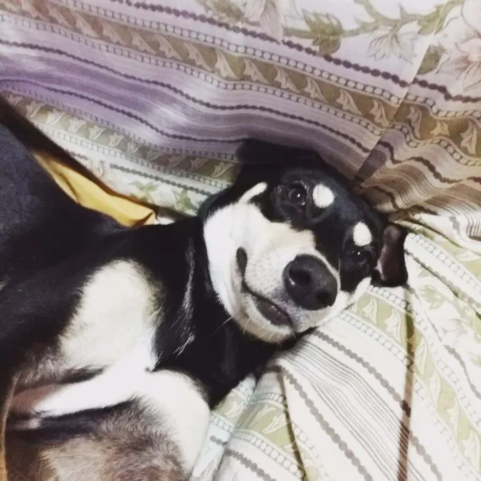 Cachorro ra a Srd idade 7 a 11 meses nome Princesa