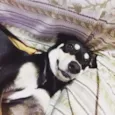 Princesa