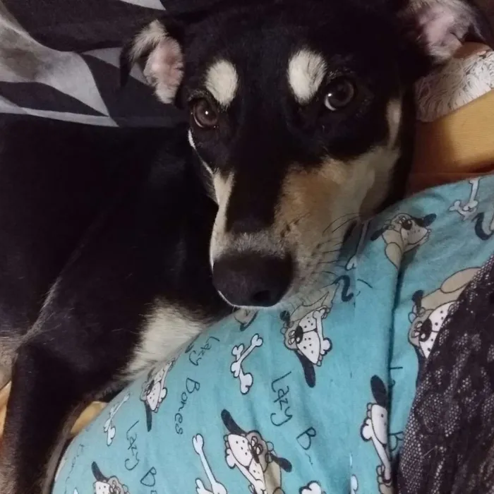 Cachorro ra a Srd idade 7 a 11 meses nome Princesa
