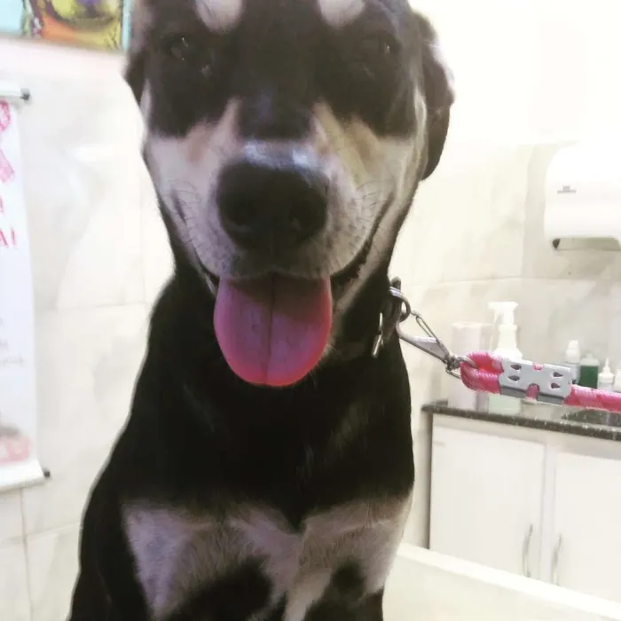 Cachorro ra a Srd idade 7 a 11 meses nome Princesa