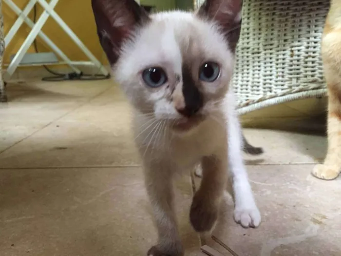 Gato ra a  idade 2 a 6 meses nome Almôndega