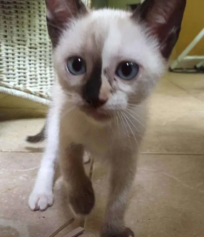 Gato ra a  idade 2 a 6 meses nome Almôndega