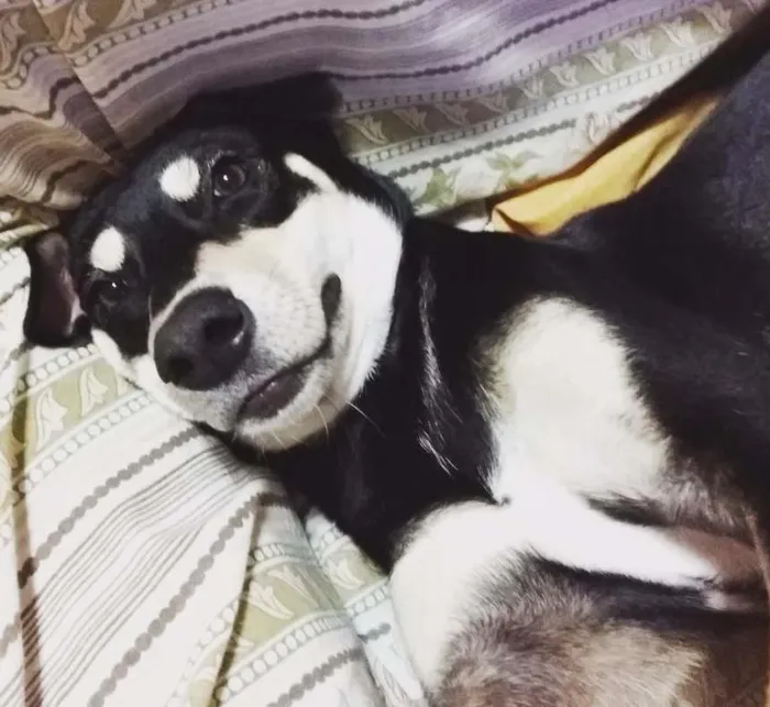 Cachorro ra a Srd idade 7 a 11 meses nome Princesa