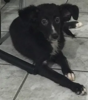 Cachorro raça Vira lata idade 2 a 6 meses nome Valentina