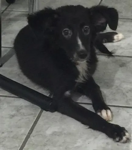 Cachorro ra a Vira lata idade 2 a 6 meses nome Valentina