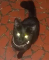 Gato raça srd idade 2 a 6 meses nome Hermione