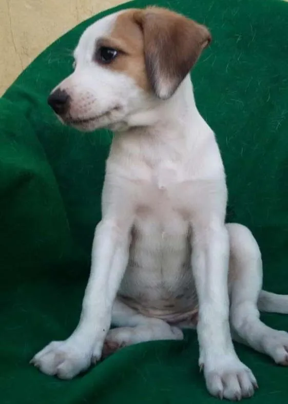 Cachorro ra a SRD idade 2 a 6 meses nome Filhotes 