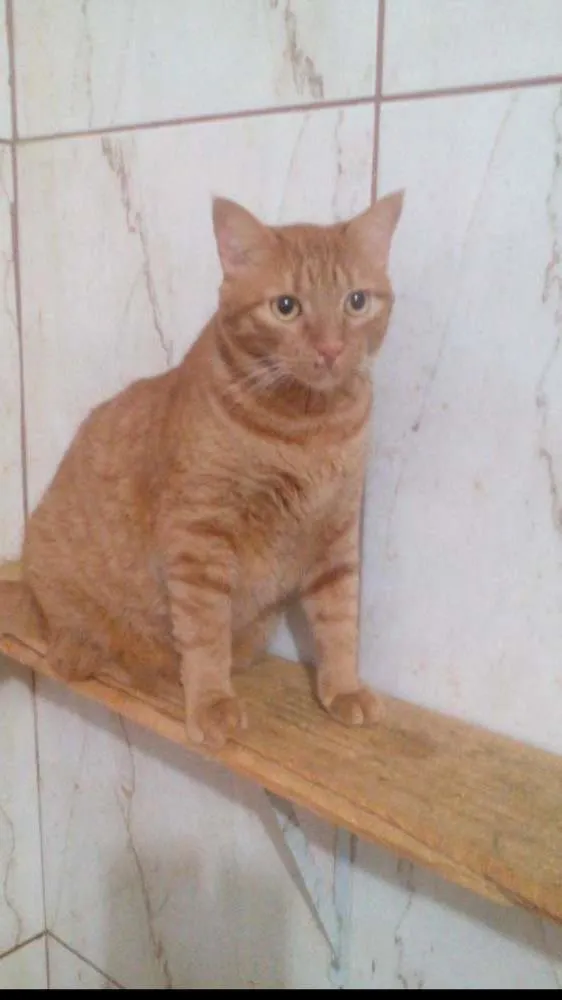 Gato ra a srd idade 1 ano nome Amarelo