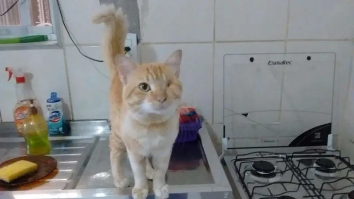 Gato ra a srd idade 1 ano nome Amarelo