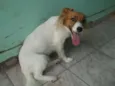 mel