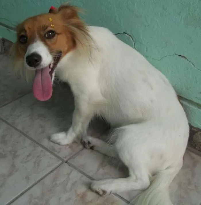 Cachorro ra a  idade 1 ano nome mel