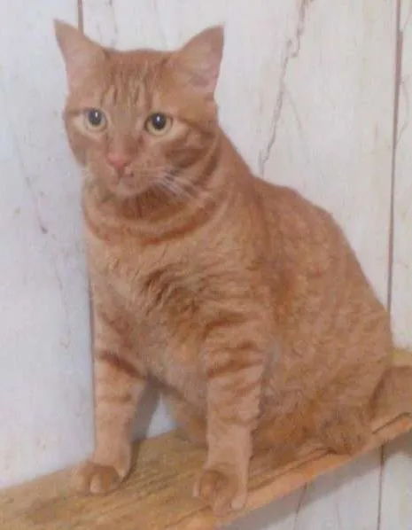 Gato ra a srd idade 1 ano nome Amarelo
