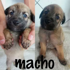 Cachorro raça SRD idade 2 a 6 meses nome sem nomes