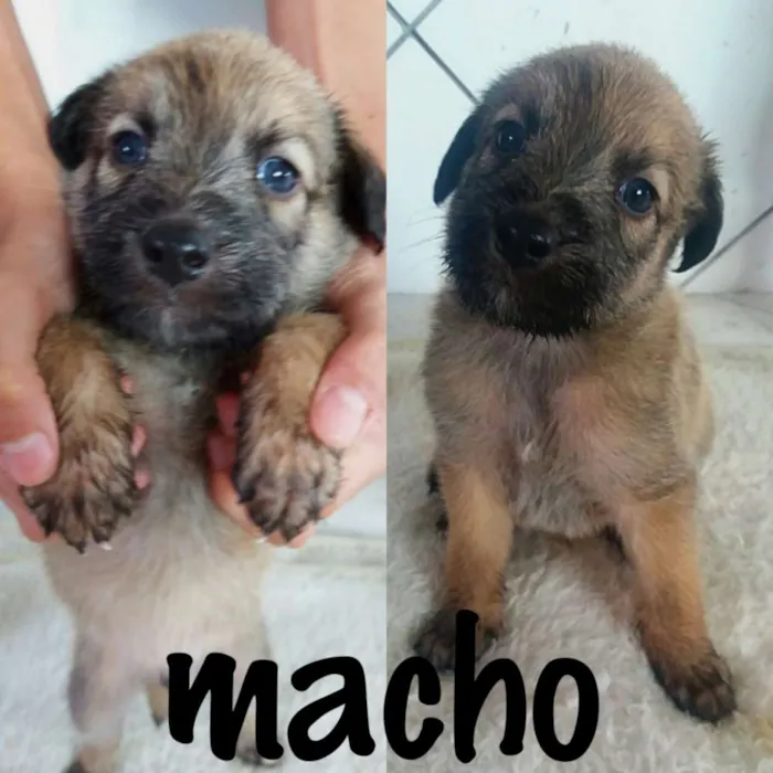 Cachorro ra a SRD idade 2 a 6 meses nome sem nomes