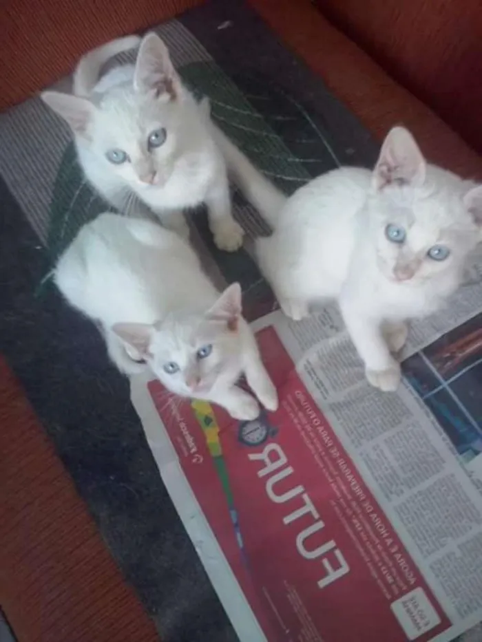Gato ra a variadas idade 2 a 6 meses nome sem nomes