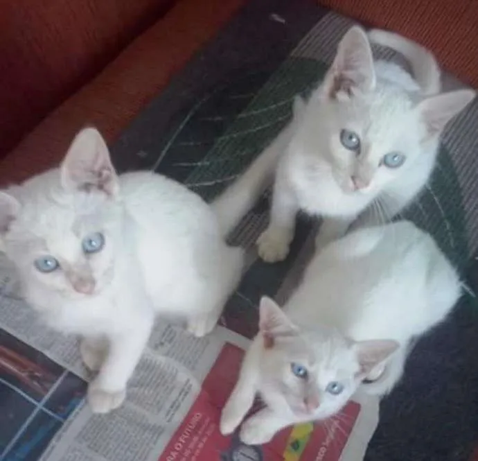 Gato ra a variadas idade 2 a 6 meses nome sem nomes