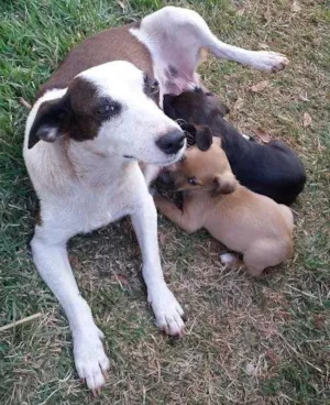 Cachorro raça Vira-Lata idade Abaixo de 2 meses nome PUF