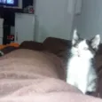4 filhotes