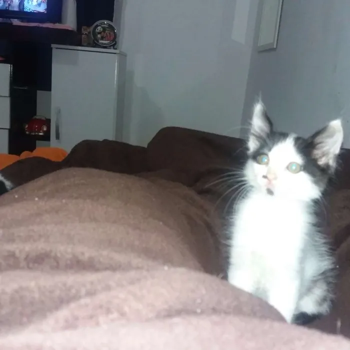 Gato ra a Indefinida idade 2 a 6 meses nome 4 filhotes