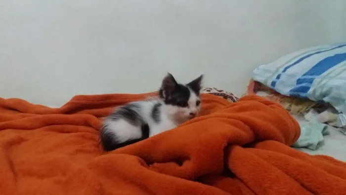 Gato ra a Indefinida idade 2 a 6 meses nome 4 filhotes