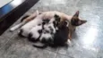 4 filhotes
