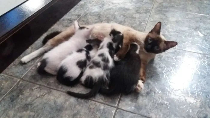 Gato ra a Indefinida idade 2 a 6 meses nome 4 filhotes