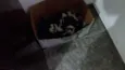 4 filhotes