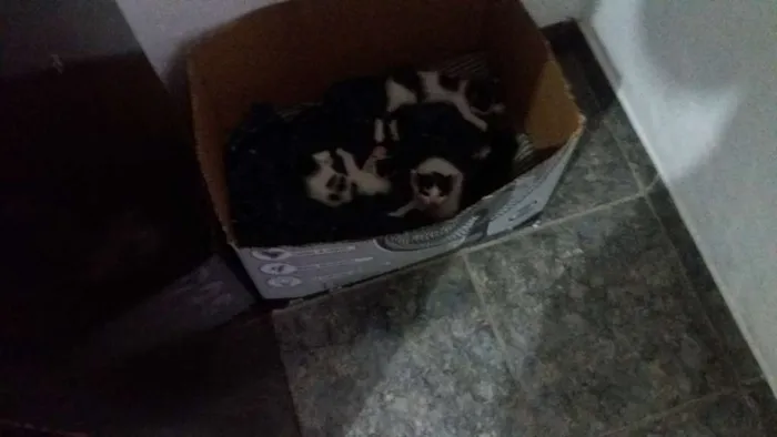 Gato ra a Indefinida idade 2 a 6 meses nome 4 filhotes