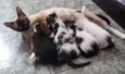 4 filhotes