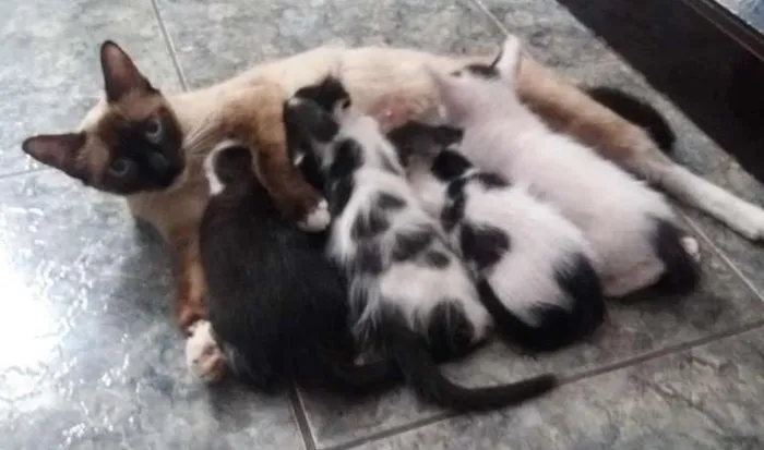 Gato ra a Indefinida idade 2 a 6 meses nome 4 filhotes
